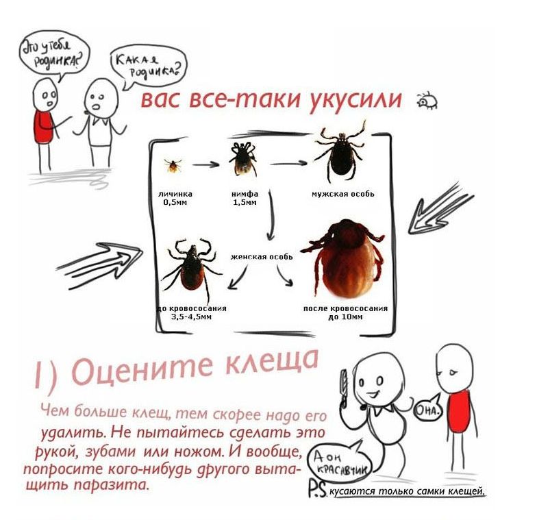 Прикольные картинки про клещей